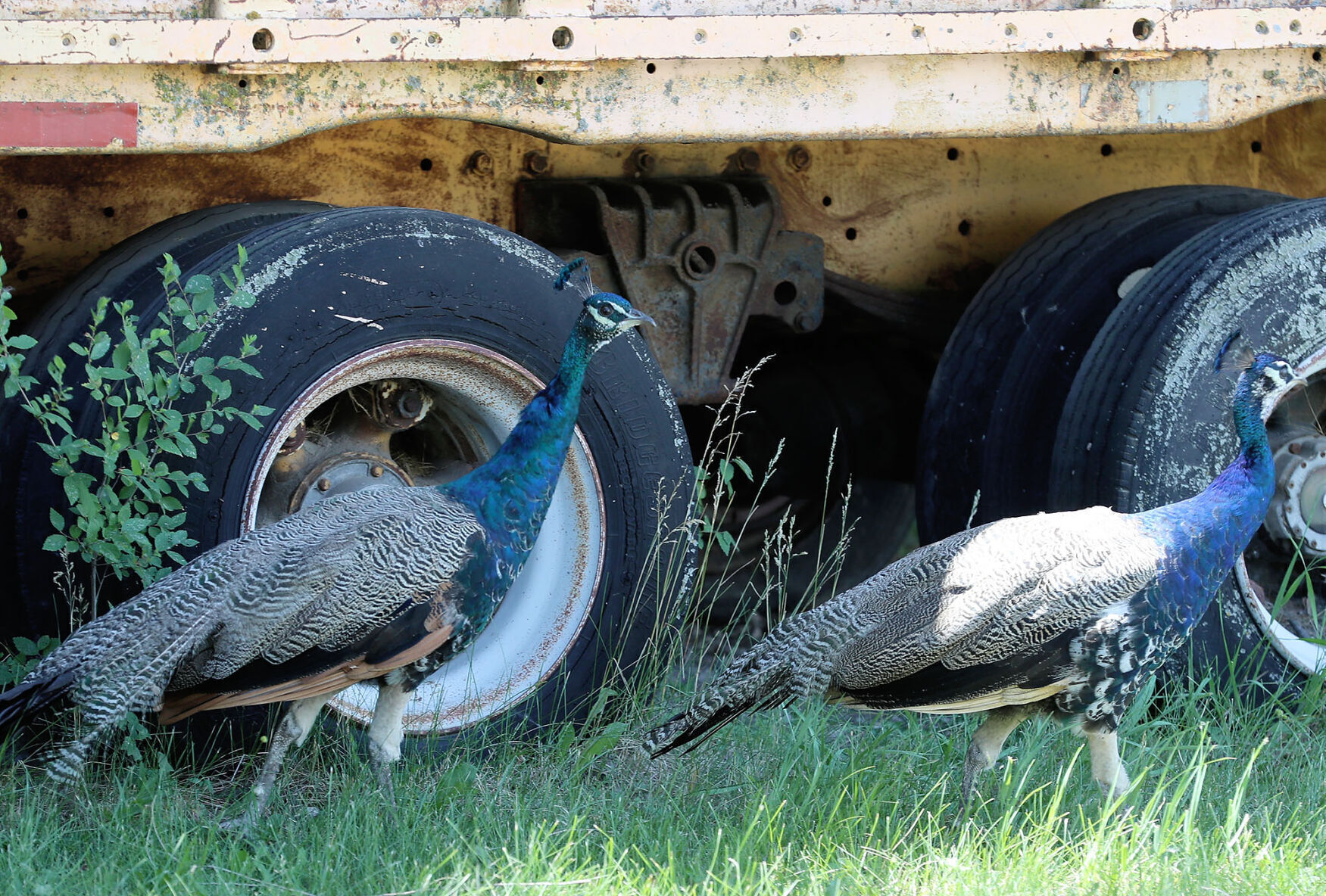 062322 Peacocks JRS 4.JPG